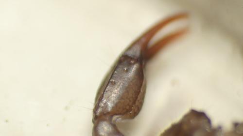 Réf. 321 960 : Euscorpius tergestinus
